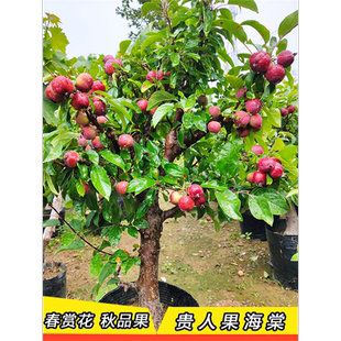 贵人果海棠果树果苗北方耐寒地栽盆栽盆景南方庭院度假村别墅树苗