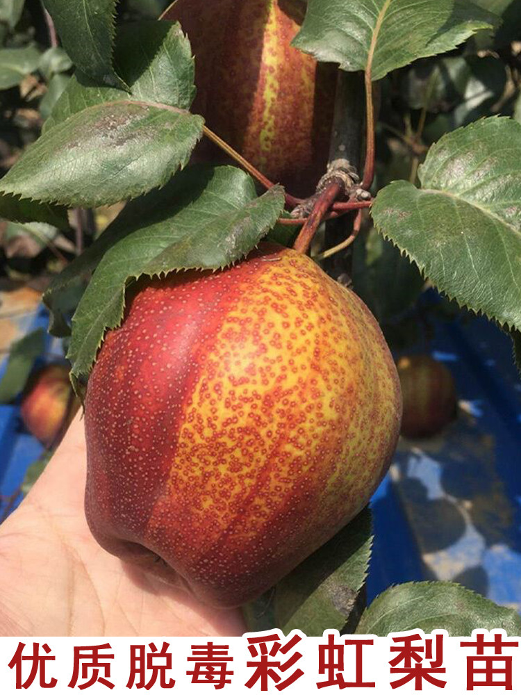 彩虹梨树苗嫁接早酥红梨四季庭院盆栽地栽北南方种植当年结果果苗