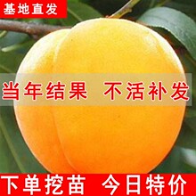 黄桃树苖桃树果苗嫁接苗冬桃北方果树油桃子树南方种植桃苗特大苗