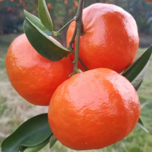 万州古红橘橘子树苗嫁接桔子苗无籽砂糖橘盆栽地栽果树苗当年结果