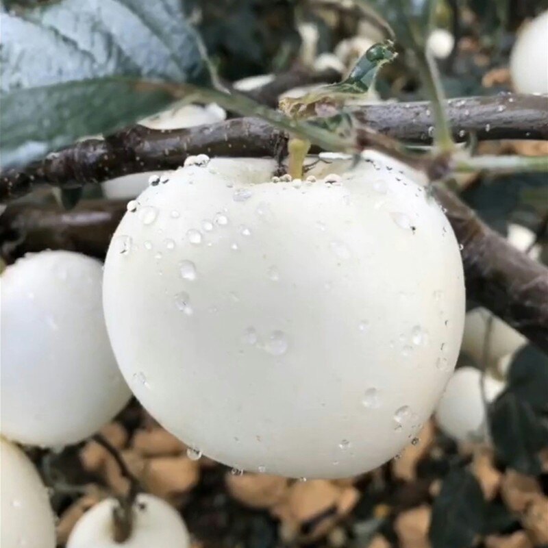 苹果树苗罕见白牛奶苹果苗新品种苹果树苗稀有昂贵白苹果苗果树苗