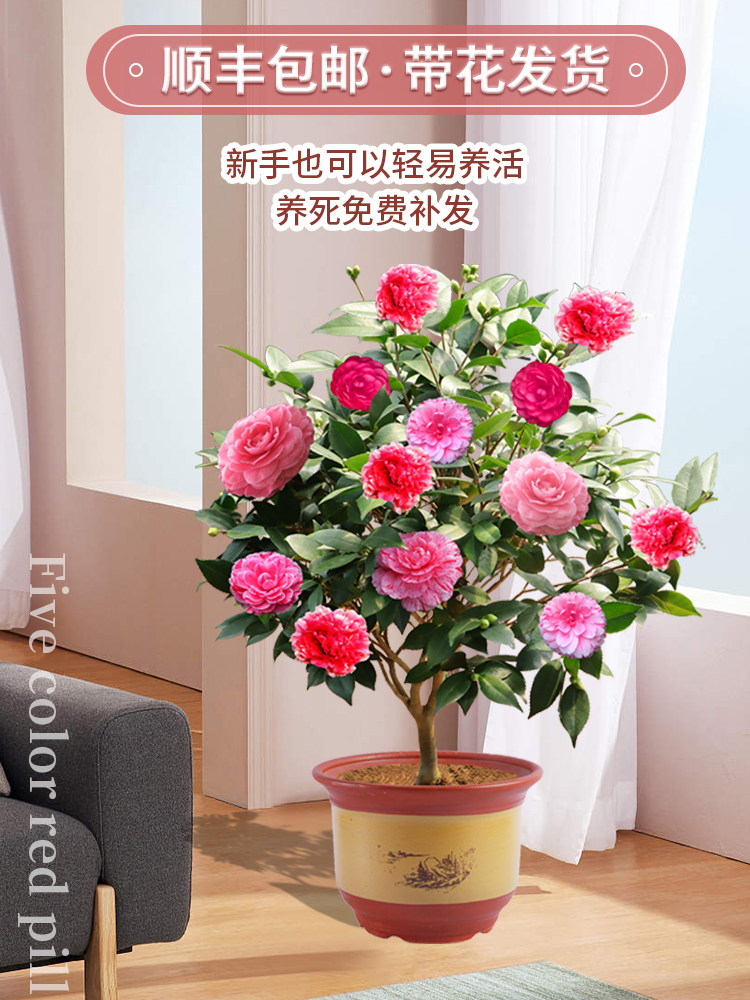 香妃山茶花盆栽带花苞五色赤丹花卉植物室内好养浓香树苗四季开花