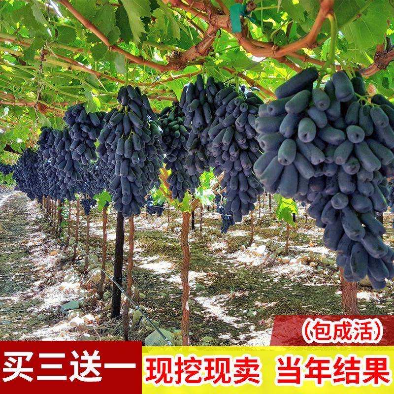 蓝宝石葡萄树苗阳光玫瑰果树果苗爬藤南方种植葡萄树苖当年结果苗