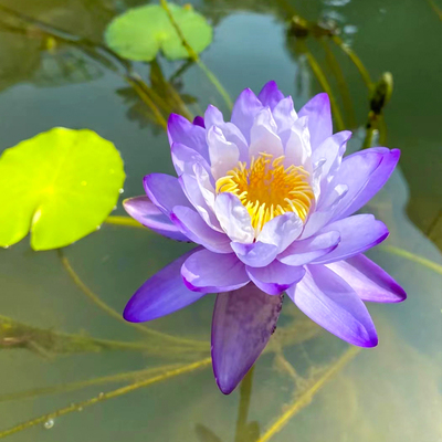 睡莲水培植物四季带花池塘根