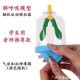 演示肺呼吸模拟器膈肌运动教学模型生物教学生物科技原理教学器材