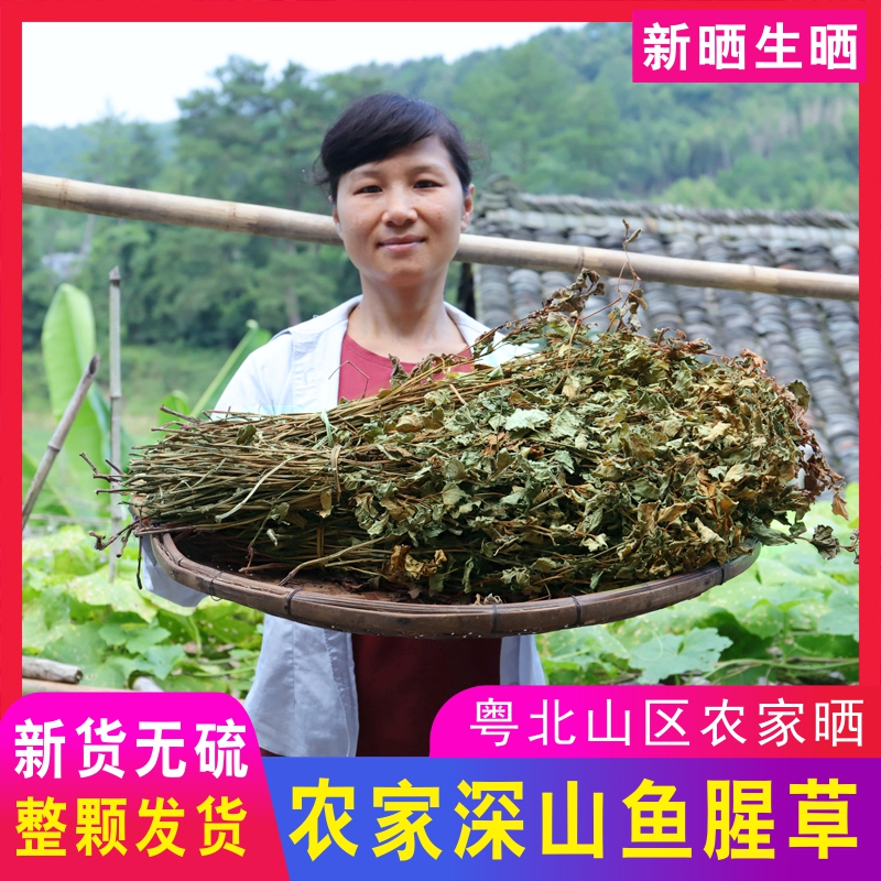 深山鱼腥草干货整颗带根折耳根茶