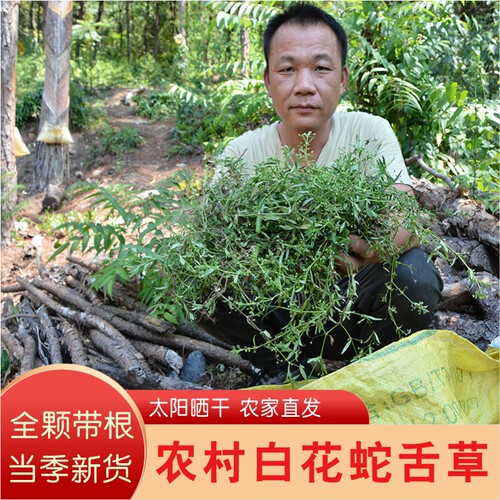 深山白花蛇舌草农家晒可配半枝莲