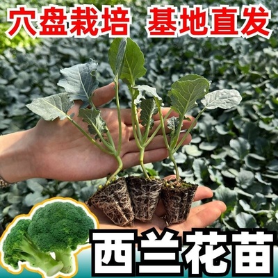山东寿光西兰花苗秧苗秋冬