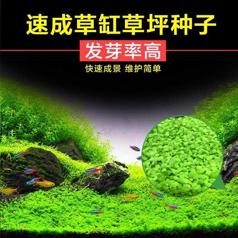 鱼缸水草种子牛毛草前景活体真草植物水族箱鱼缸造景装饰懒人种籽