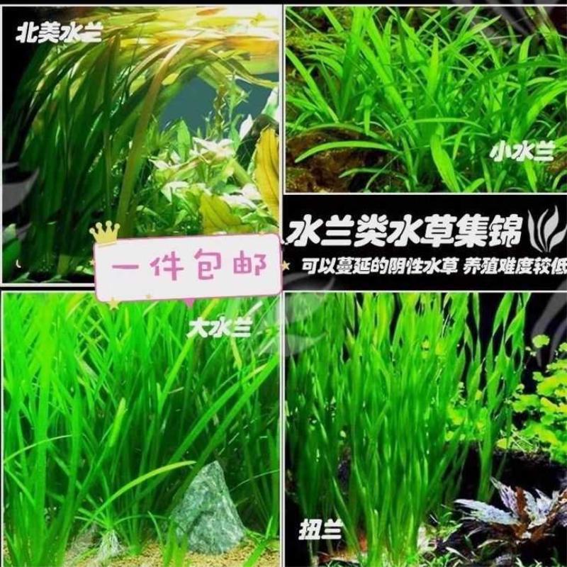 水草大水兰水草九冠原生缸造景水下叶后景草细叶水兰扭兰北美水兰