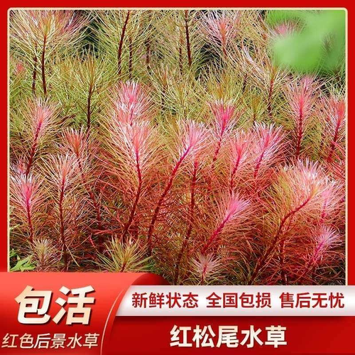 红松尾狐尾草鱼缸真水草水族箱造景中后景有茎类增氧淡水植物沼泽