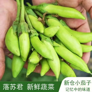 嘉兴平湖新仓特产小落苏一口茄农家自种新鲜蔬菜茄子现摘现发1斤
