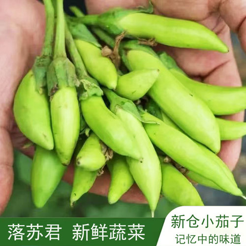 嘉兴平湖特产小落苏小茄子一口茄