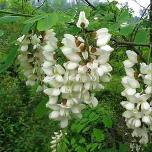 杨槐树苗量大民权槐苗基地刺槐树苗洋槐树苗 洋槐花树苗 槐花树苗