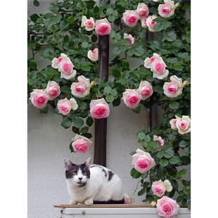 爬藤蔷薇花苗粉色龙沙宝石藤本月季 庭院爬墙植物粉龙 大花浓香四季