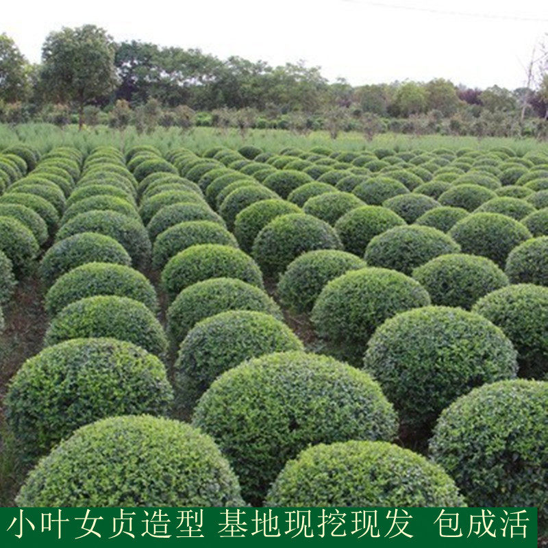 小叶女贞树苗造型红叶石楠球别墅庭院绿篱绿化工程苗木四季长青