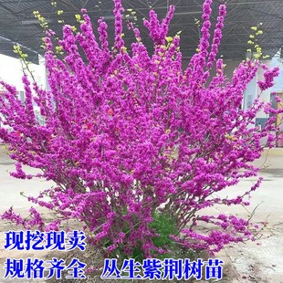 紫荆花树苗紫荆花苗满条红庭院开花植物花卉绿化工程苗木紫荆树苗