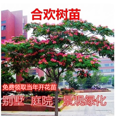 合欢花树苗绒花树南北方庭院