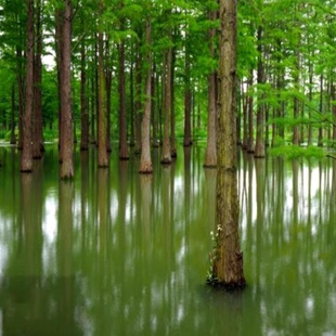 水杉树苗地栽绿化树苗木鱼缸水培植物耐寒耐涝风景树苗庭院观赏树