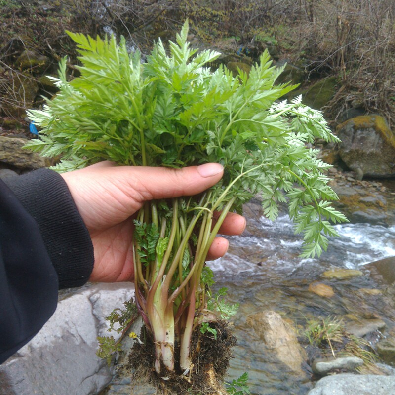 东北特产长白山新鲜纯野生山野菜野生山胡萝卜英子樱子秧二斤包邮