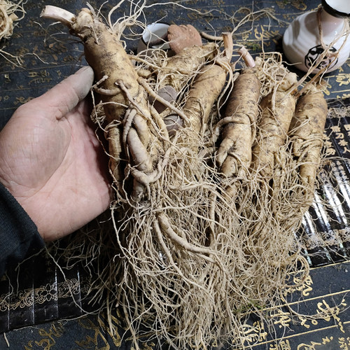 长白山人参新鲜人参特大林下泡酒
