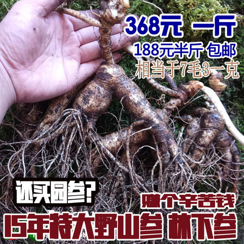东北长白山新鲜特大人参野山参林下参残锈鲜移山参15年-20年100克