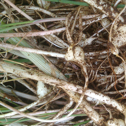 东北特产长白山新鲜野生山菜 蒜大脑嘣大脑瓜小根蒜小根菜2斤包邮