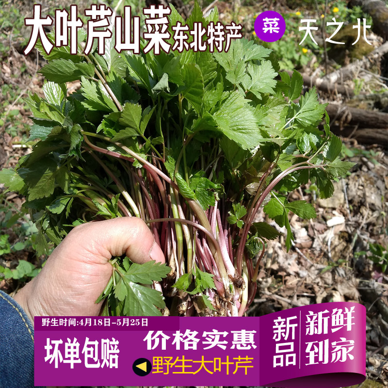 东北特产长白山绿色天然纯野生新鲜山野菜大叶芹山芹菜包饺子包邮