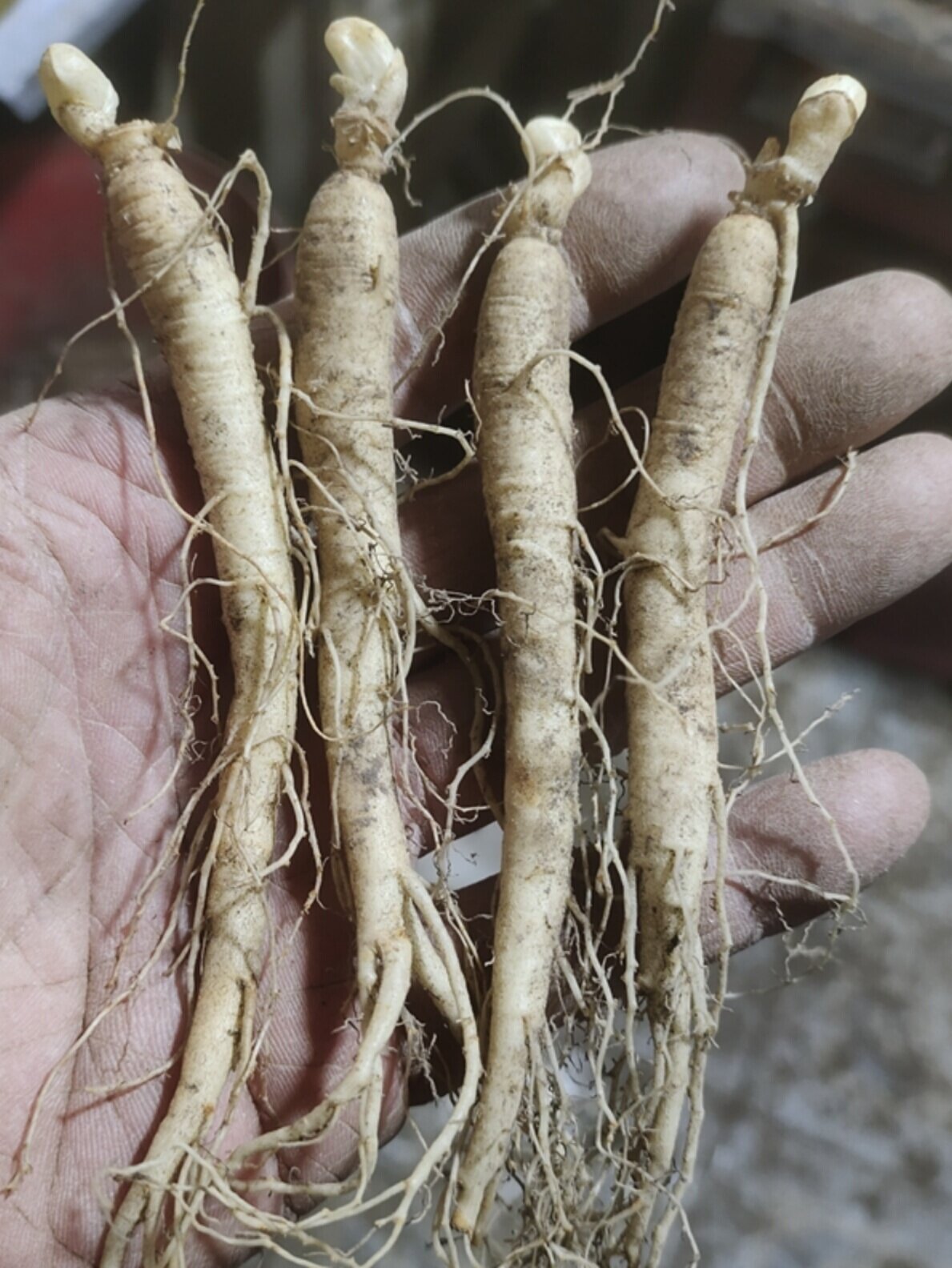 长白山可开花人参苗野山参林下参西洋参花卉盆栽包邮送催人参种子