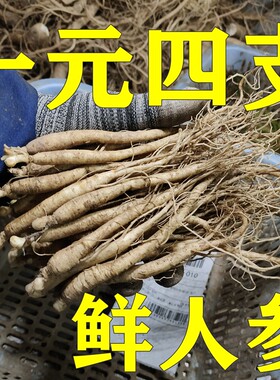 一1元参整支带土新鲜小人参包邮