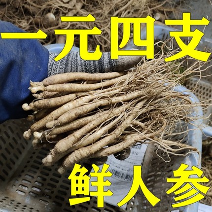 长白山现挖一1元参野生整支新鲜小人参山参泡酒煲汤火锅饭店包邮