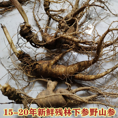 长白山新鲜大山参残枝移山100克