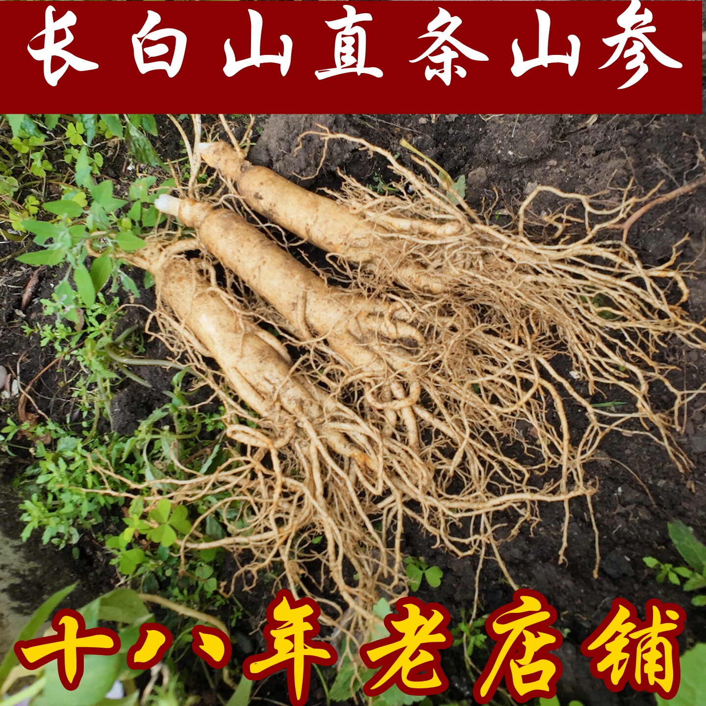 吉林直条生林下参长白山新鲜人参山地整支老特大人参园参煲汤泡酒