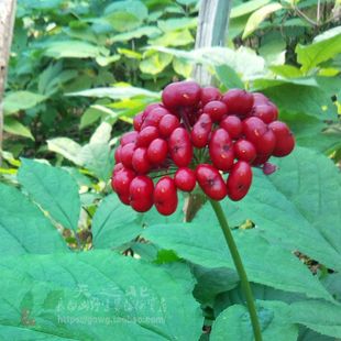 长白山可开花人参苗野山参林下参西洋参花卉盆栽包邮送催人参种子