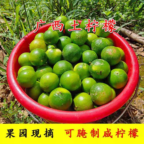 新鲜野生土柠檬广西现摘野柠檬花皮果皮薄多汁青柠檬黄柠檬腌制