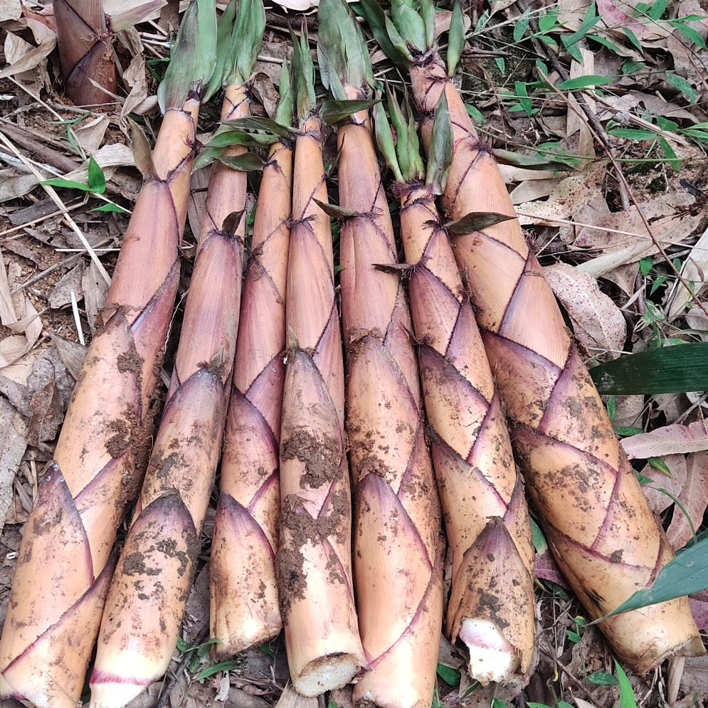 正宗苦笋广西新鲜现挖春笋苦竹笋甘笋清水苦笋雷笋小竹笋客家特产