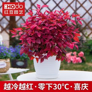 红叶南天竹价格 红叶南天竹图片 星期三 红叶南天竹价格 红叶南天竹图片 星期三