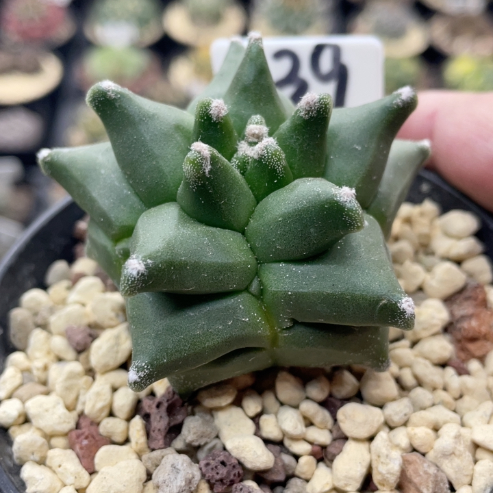 539琉璃角疣鸾凤玉实生