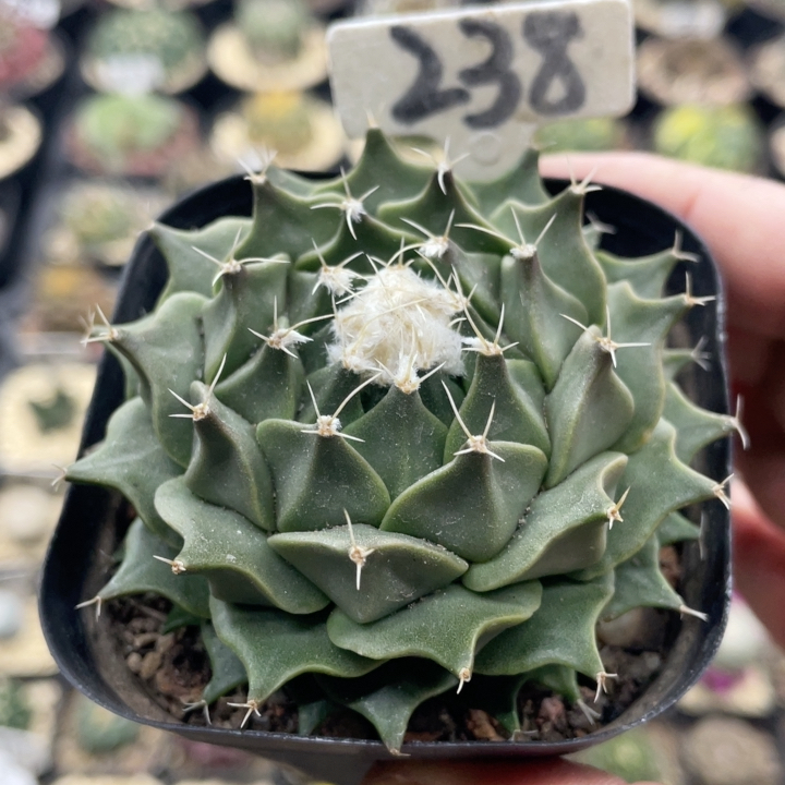 238实生大疣帝冠