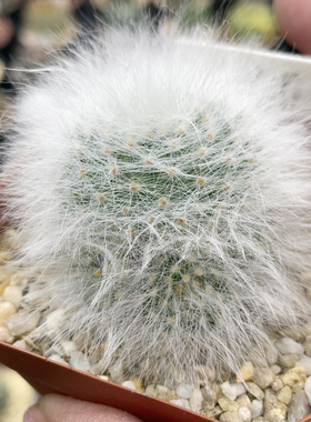 2040无刺丽光殿群