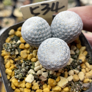 534三头实生白鸟