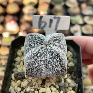 617实生四角恩冢鸾凤玉带v