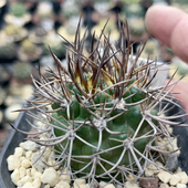 328长刺逆豹丸实生