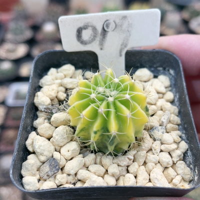 019实生凌波锦2.6