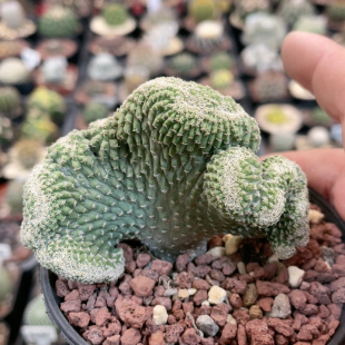 3424菊水缀化实生