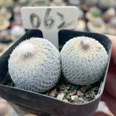 062实生双头月世界