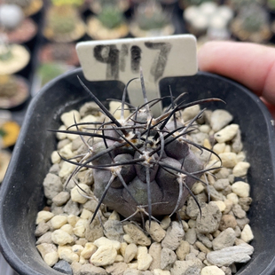 917实生长刺栗星玉