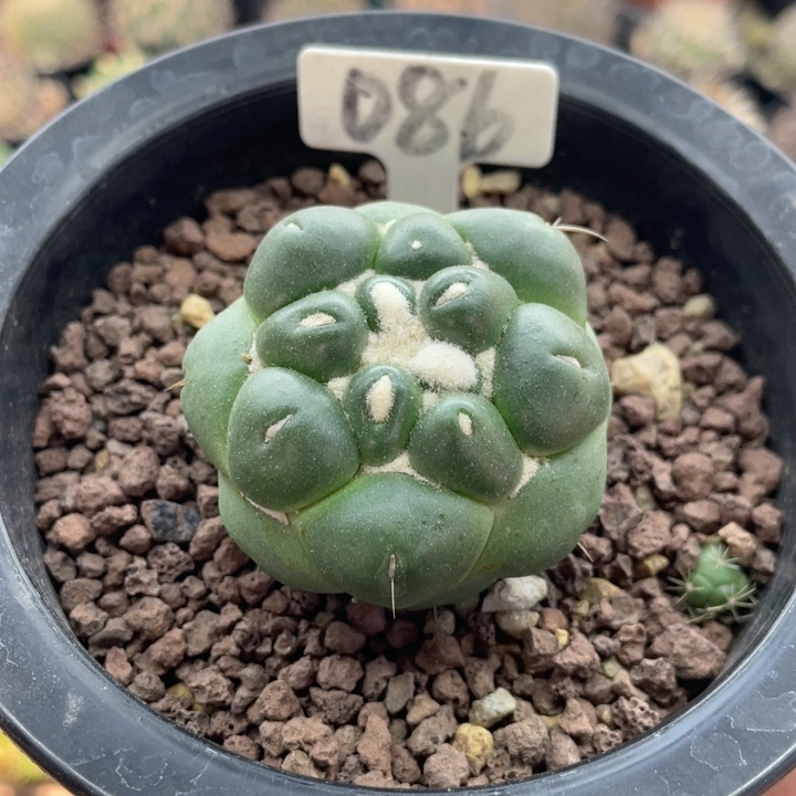 086日系大疣无刺象牙萝卜根