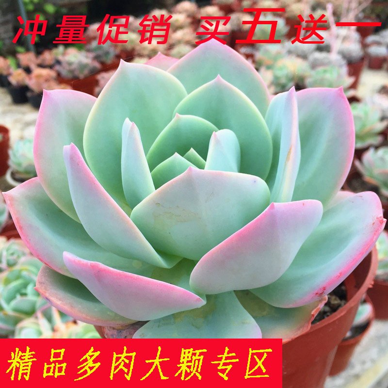 碧桃白凤熊童子芙蓉雪莲多肉植物大颗办公绿植组合盆栽肉嘟嘟盆景 绿萌多肉园 淘优券