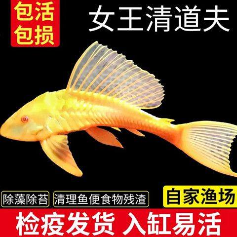 女王大帆黄金女王清道夫清洁鱼缸